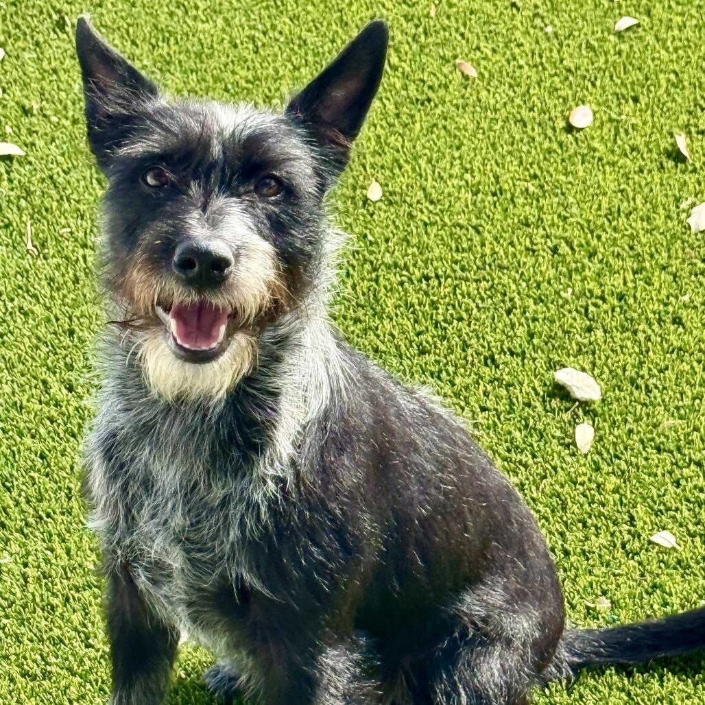 Delaney - playful sweet terrier mix, adopted, Adult Female Terrier.