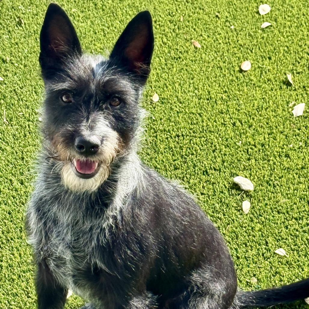Enlarge Delaney - playful sweet terrier mix, an adopted mixed breed in San Antonio, TX image 3/6