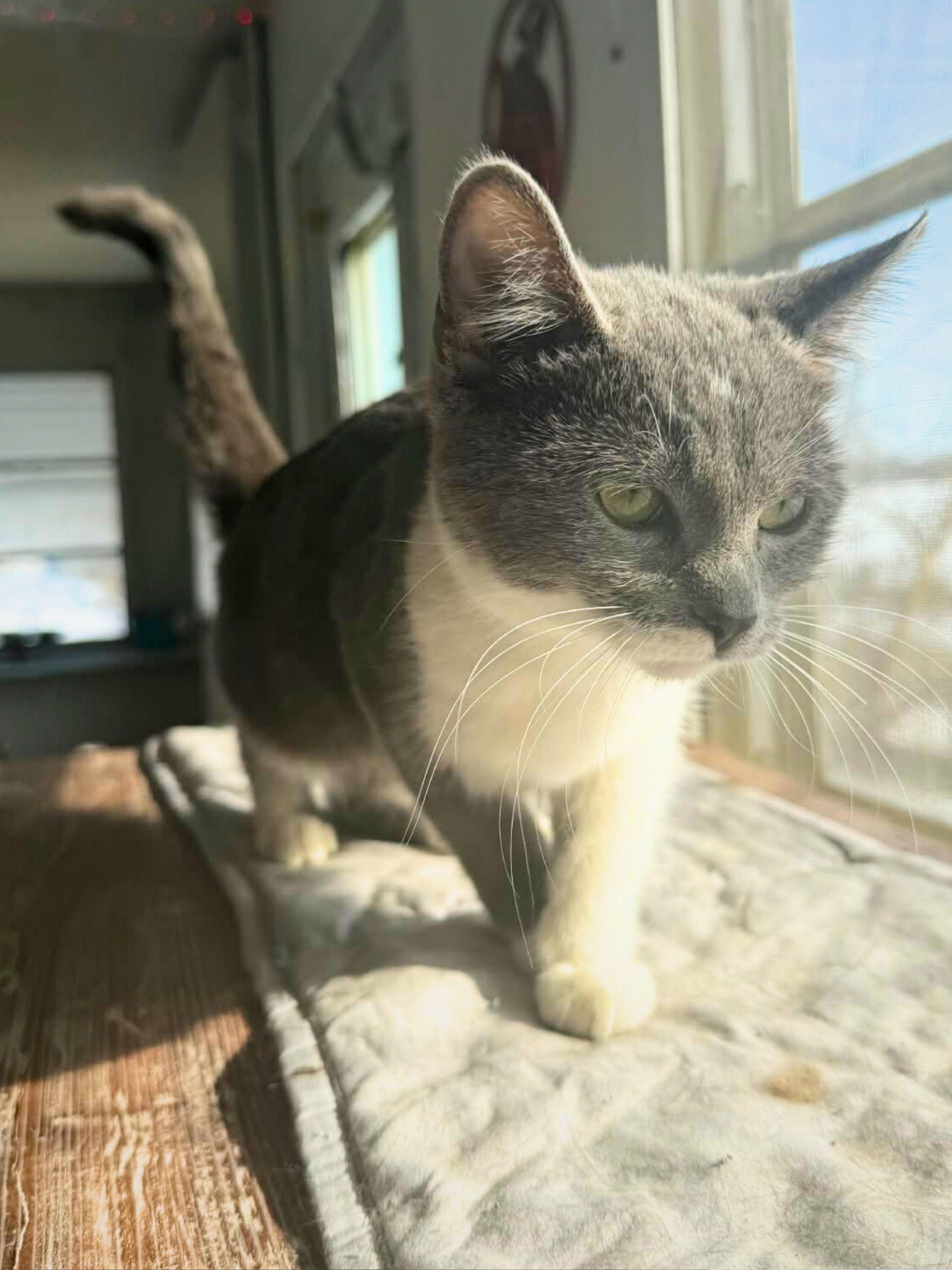 Chloe | Young | Domestic Shorthair, a ADOPTABLE Domestic Short Hair in Royalton, IL image 3/6