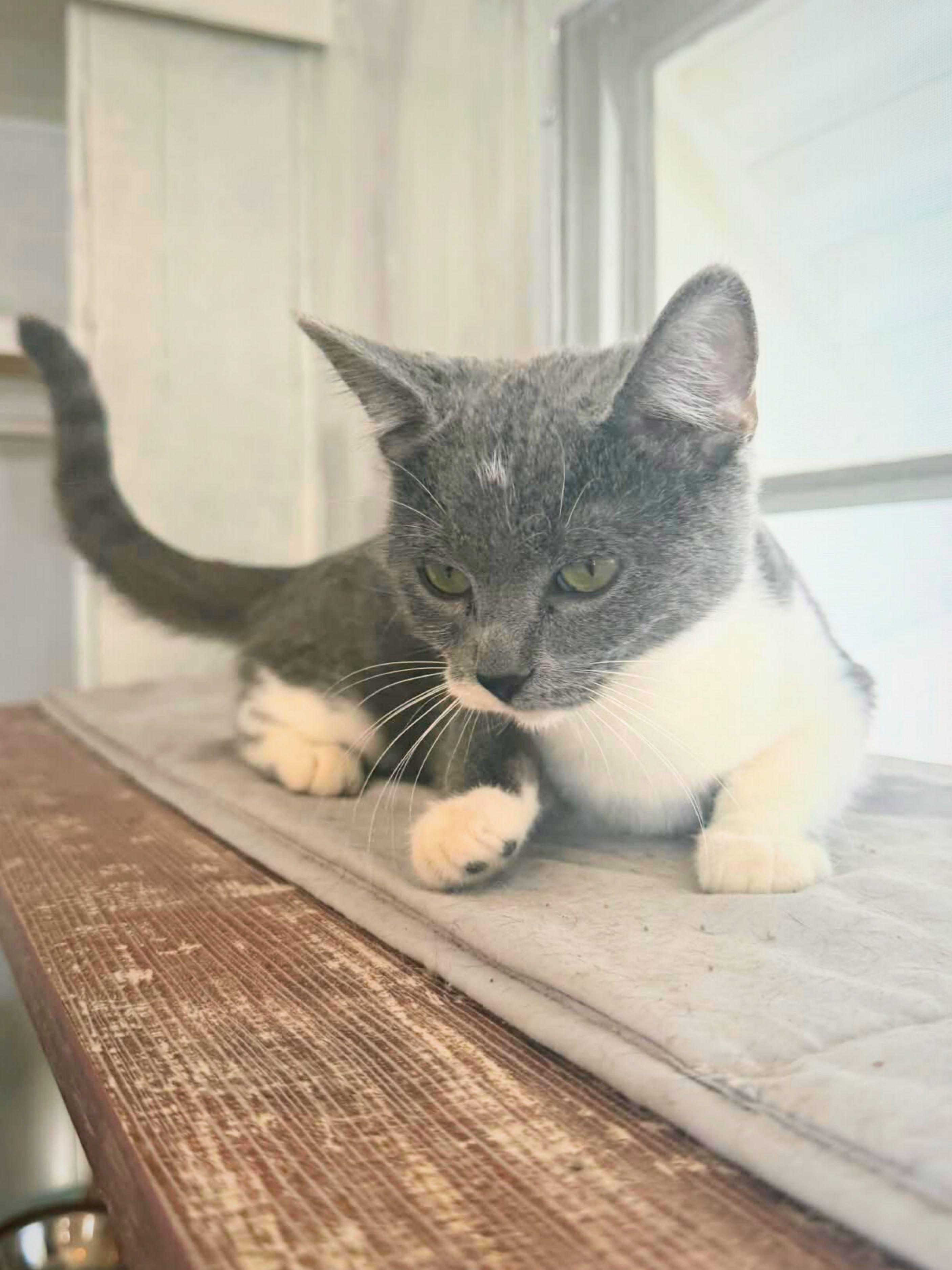 Chloe | Young | Domestic Shorthair, a ADOPTABLE Domestic Short Hair in Royalton, IL image 5/6