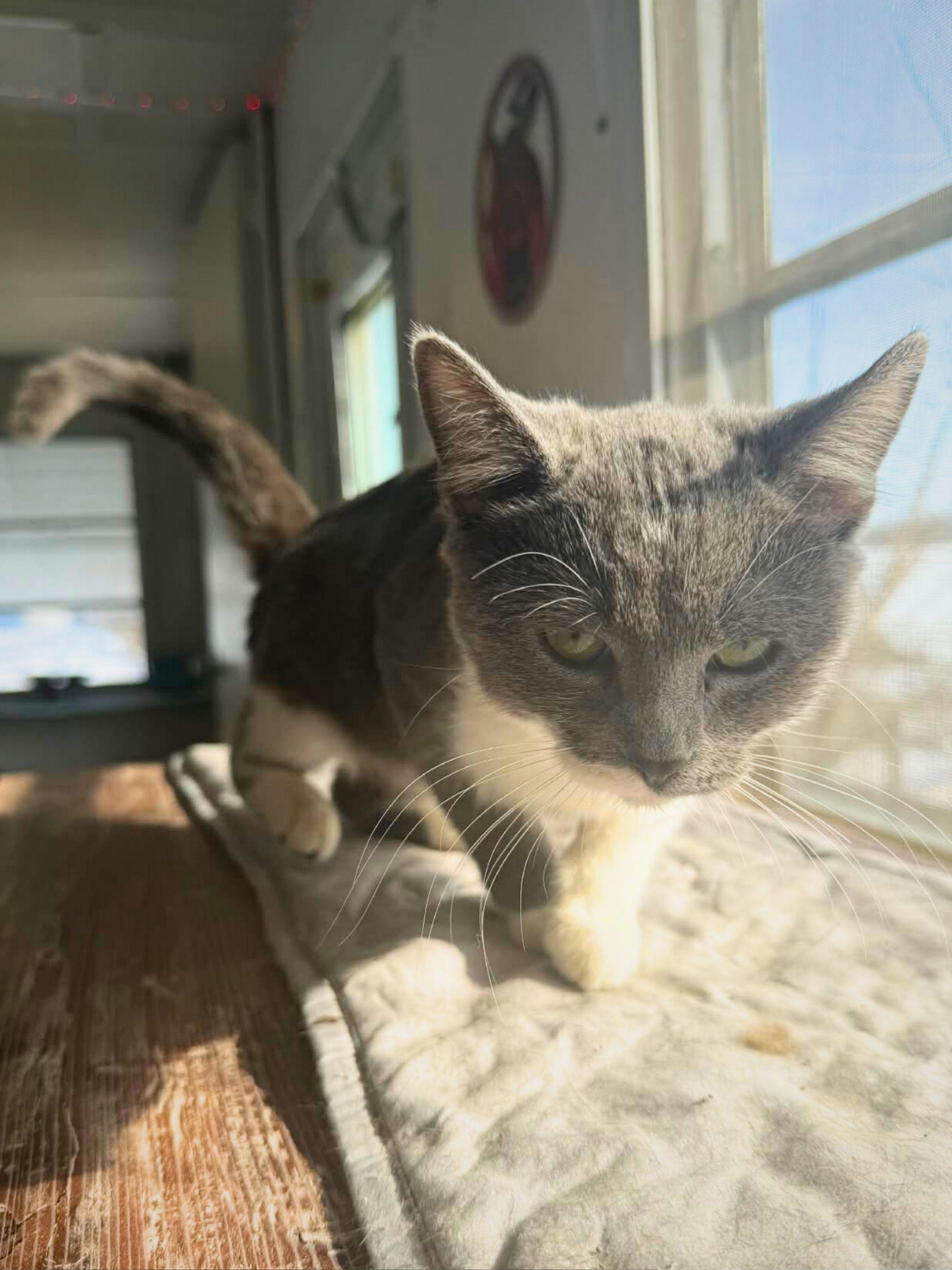 Chloe | Young | Domestic Shorthair, a ADOPTABLE Domestic Short Hair in Royalton, IL image 2/6