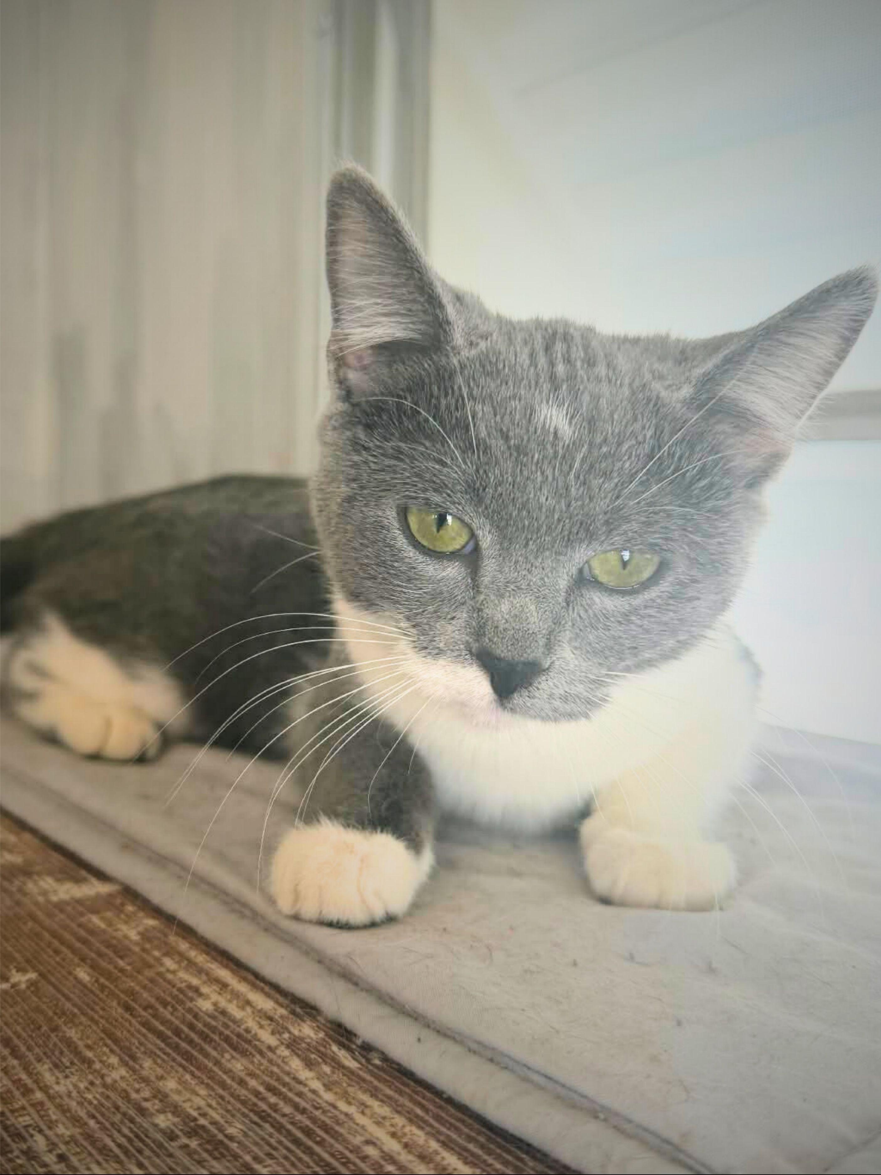 Chloe | Young | Domestic Shorthair, a ADOPTABLE Domestic Short Hair in Royalton, IL image 1/6