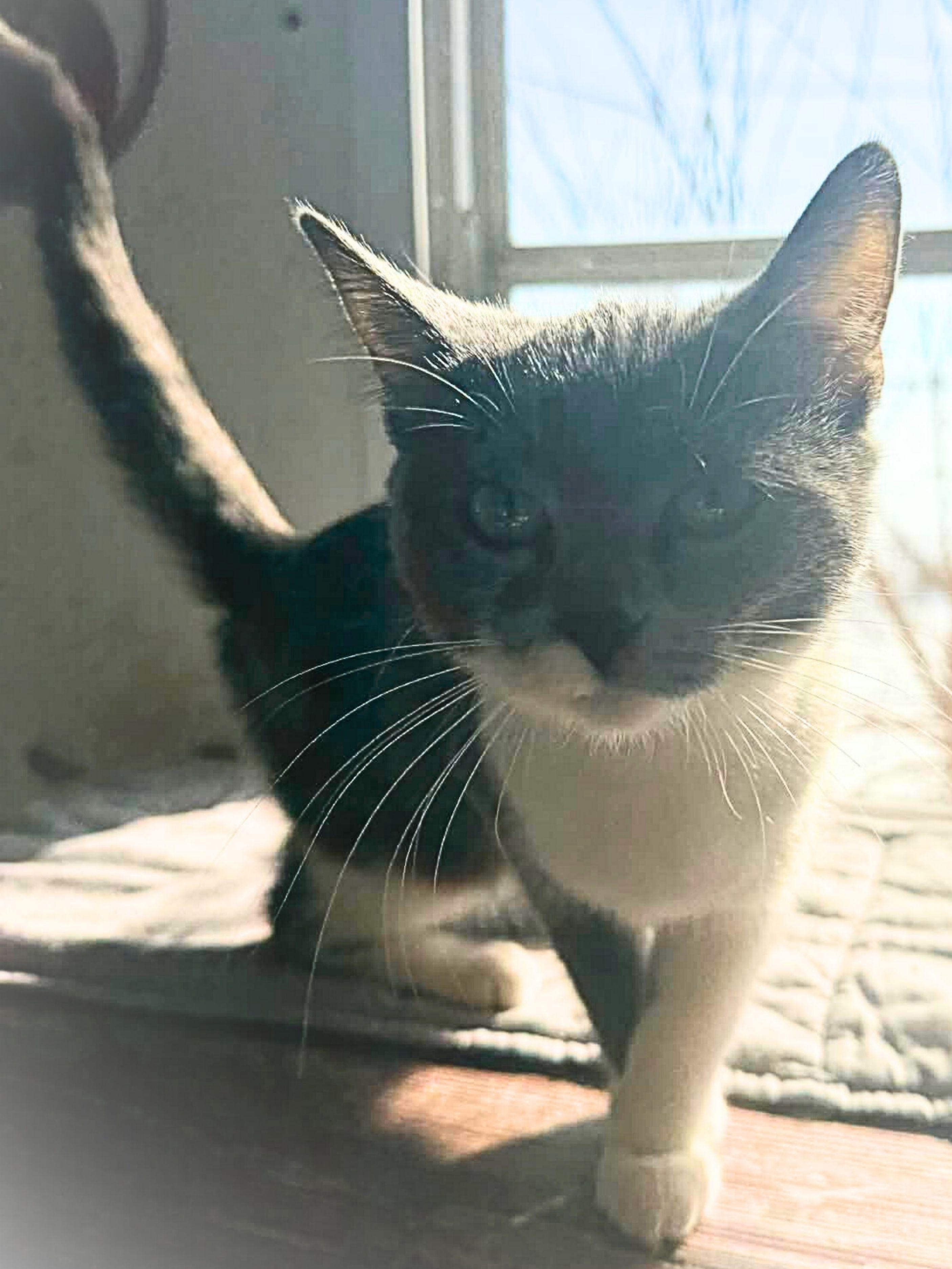 Chloe | Young | Domestic Shorthair, a ADOPTABLE Domestic Short Hair in Royalton, IL image 6/6