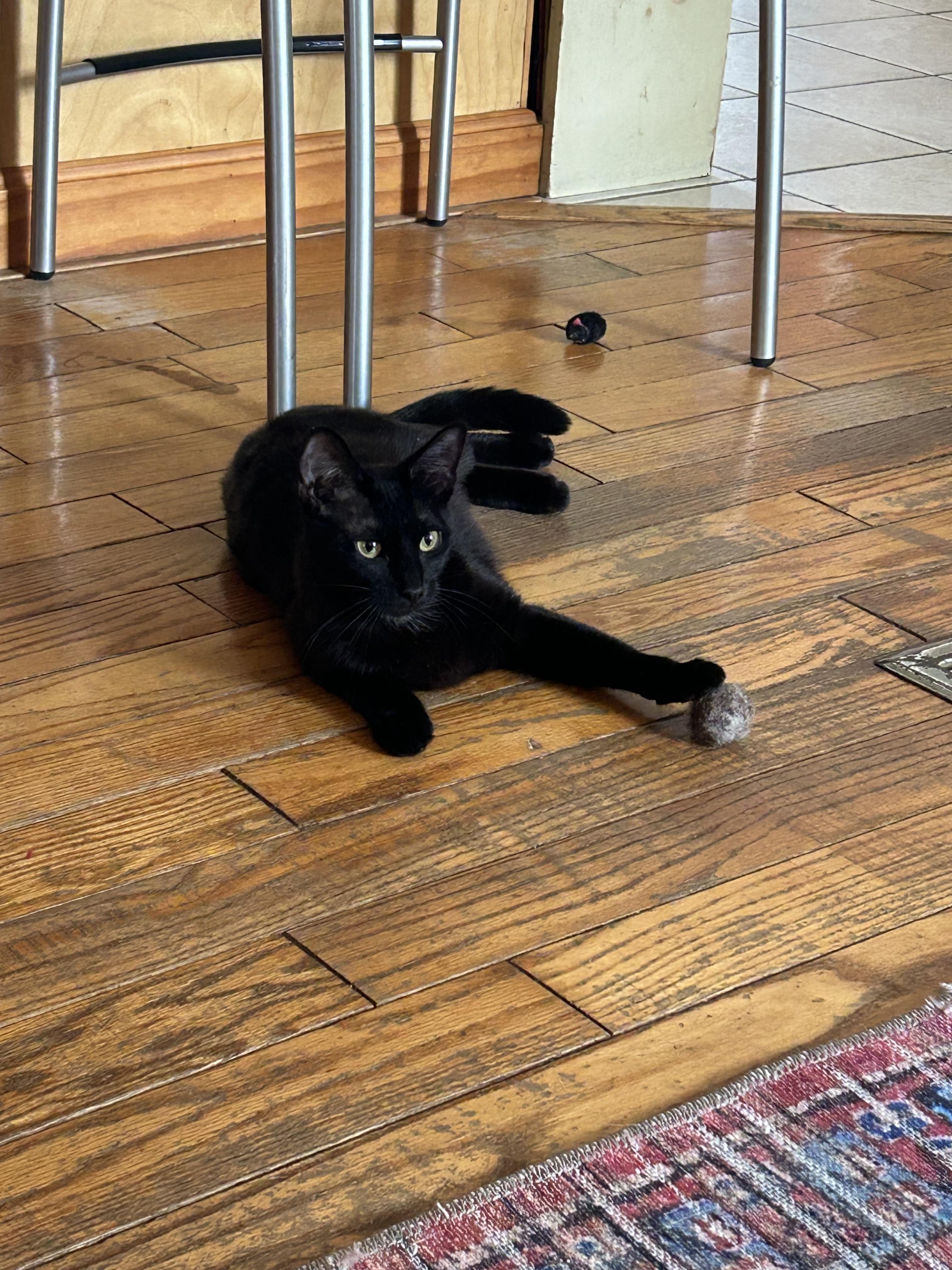 Enlarge Saphire, a ADOPTABLE Domestic Short Hair in Topsham, ME image 2/2