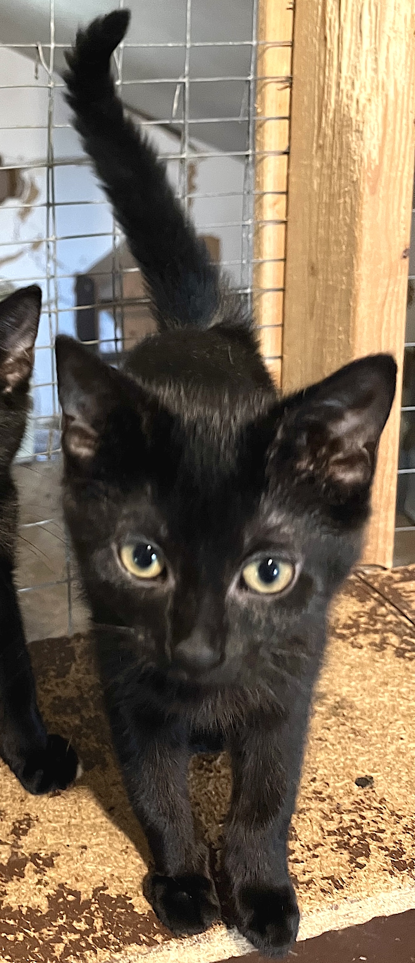 Enlarge Kamira, a Adoptable Domestic Short Hair in Sunderland, ON image 1/1