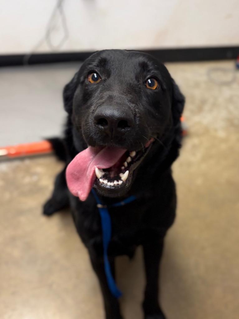 Enlarge Lincoln, a Adoptable mixed breed in Lockhart, TX image 1/1