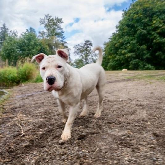 Cass, Adoptable, Young Female Shar-Pei & Bull Terrier.