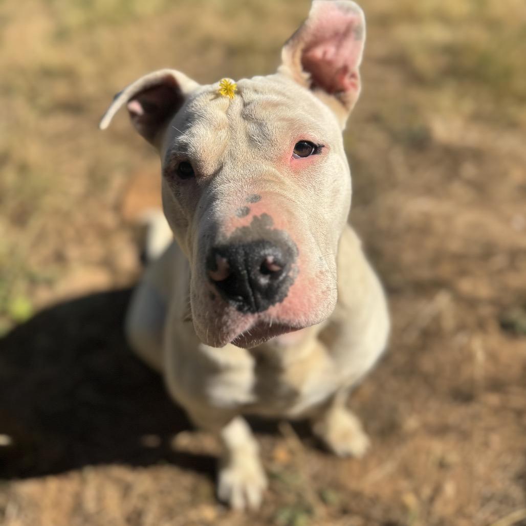 Enlarge Cass, a Adoptable mixed breed in Salem, OR image 2/6
