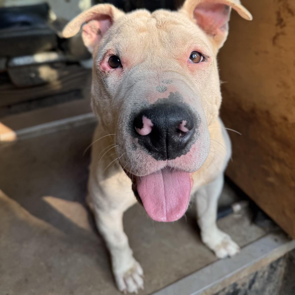 Enlarge Cass, a Adoptable mixed breed in Salem, OR image 5/6