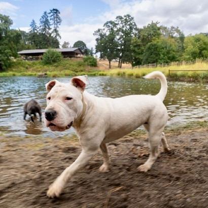 Enlarge Cass, a Adoptable mixed breed in Salem, OR image 6/6