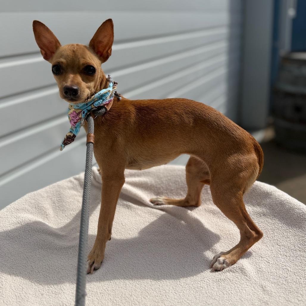 Dazzle, Adoptable, Adult Female Chihuahua & Mixed Breed.
