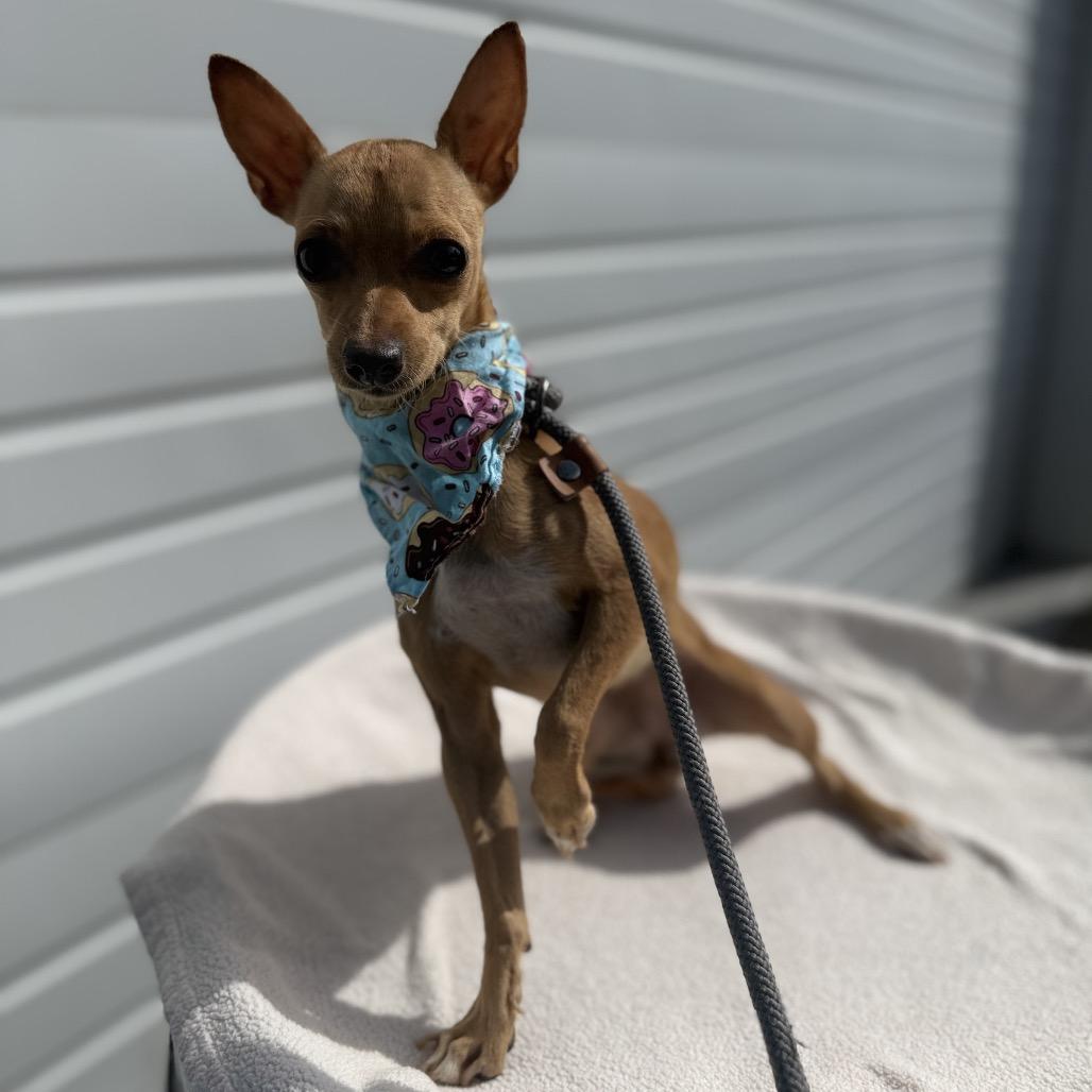 Enlarge Dazzle, a Adoptable mixed breed in Newberg, OR image 2/2