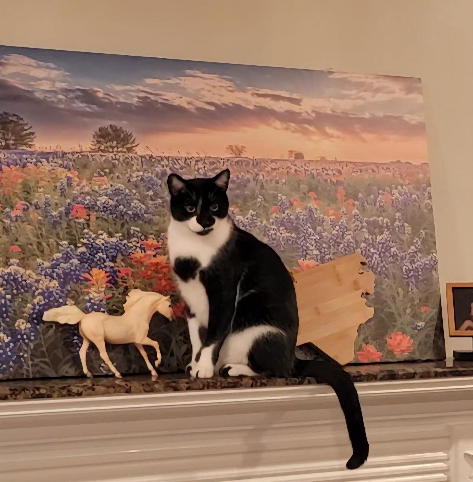 Cookie S, Adoptable, Young Female Domestic Short Hair & Tuxedo.