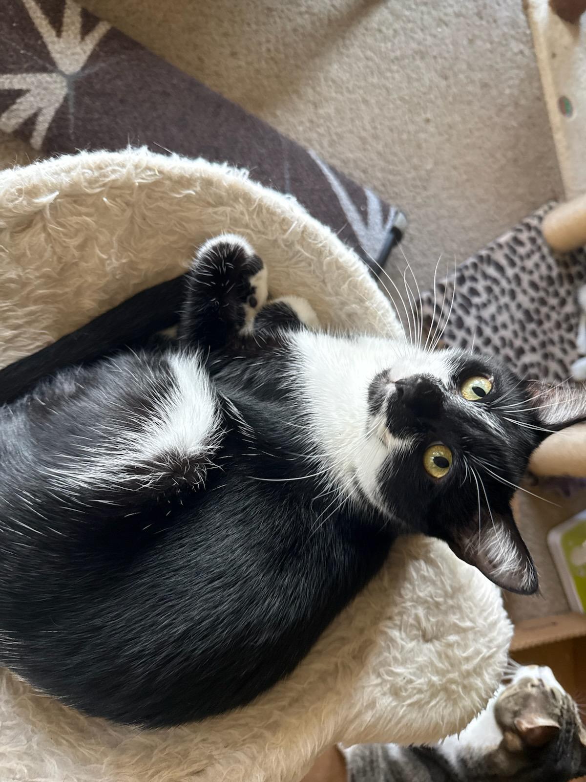 Cookie, Adoptable, Young Female Domestic Short Hair & Tuxedo.