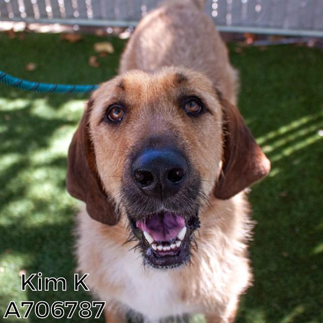 GINGER, Adoptable, Young Female Anatolian Shepherd & Mixed Breed.