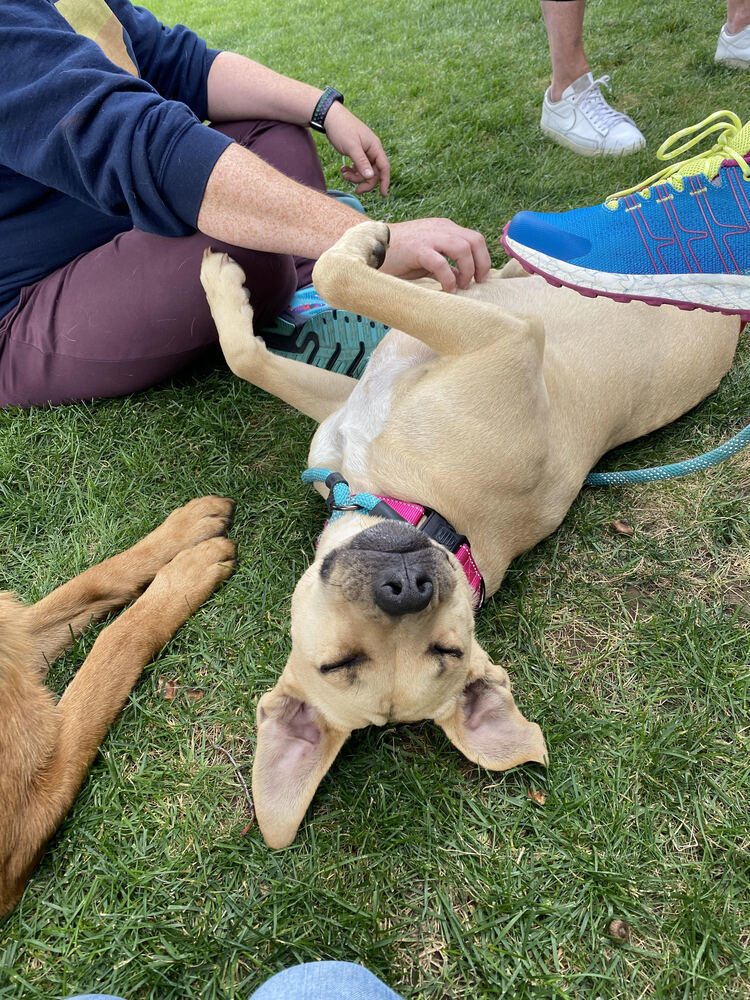 Ellie Mae, a Adoptable mixed breed in Spokane, WA image 4/8