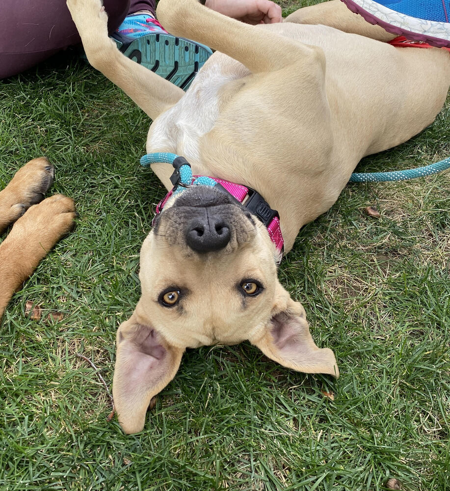 Enlarge Ellie Mae, a Adoptable mixed breed in Spokane, WA image 7/8