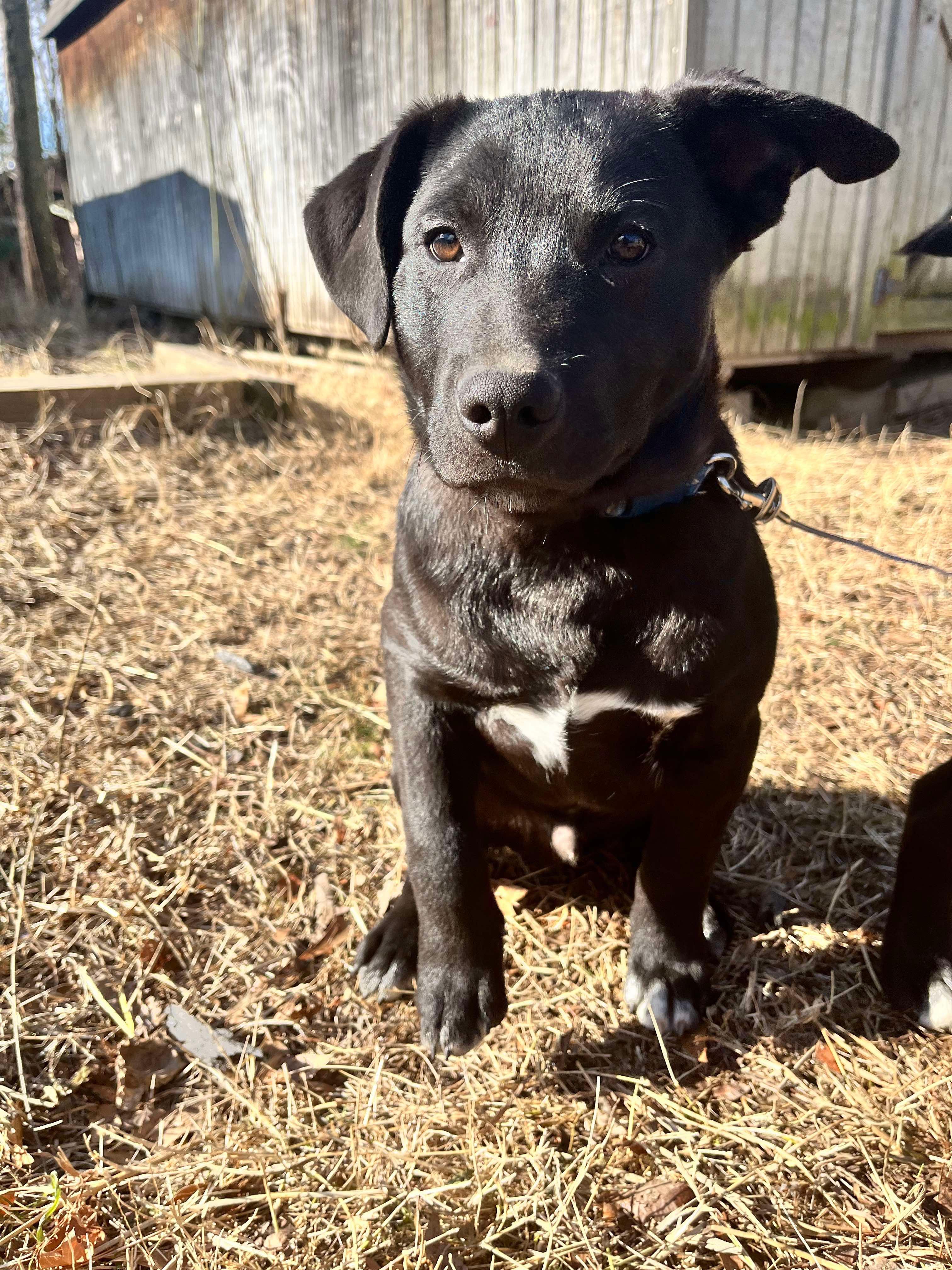 JOHNNY, a Adoptable mixed breed in Fosters, AL image 5/6