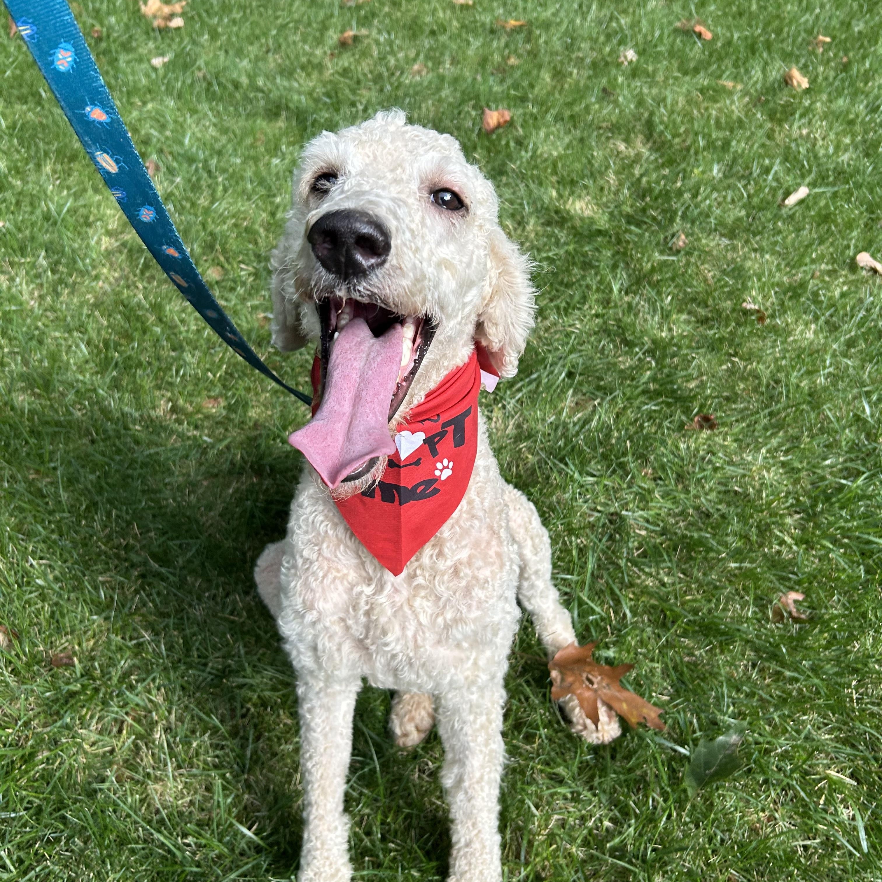 Aspen, Adoptable, Adult Male Standard Poodle.