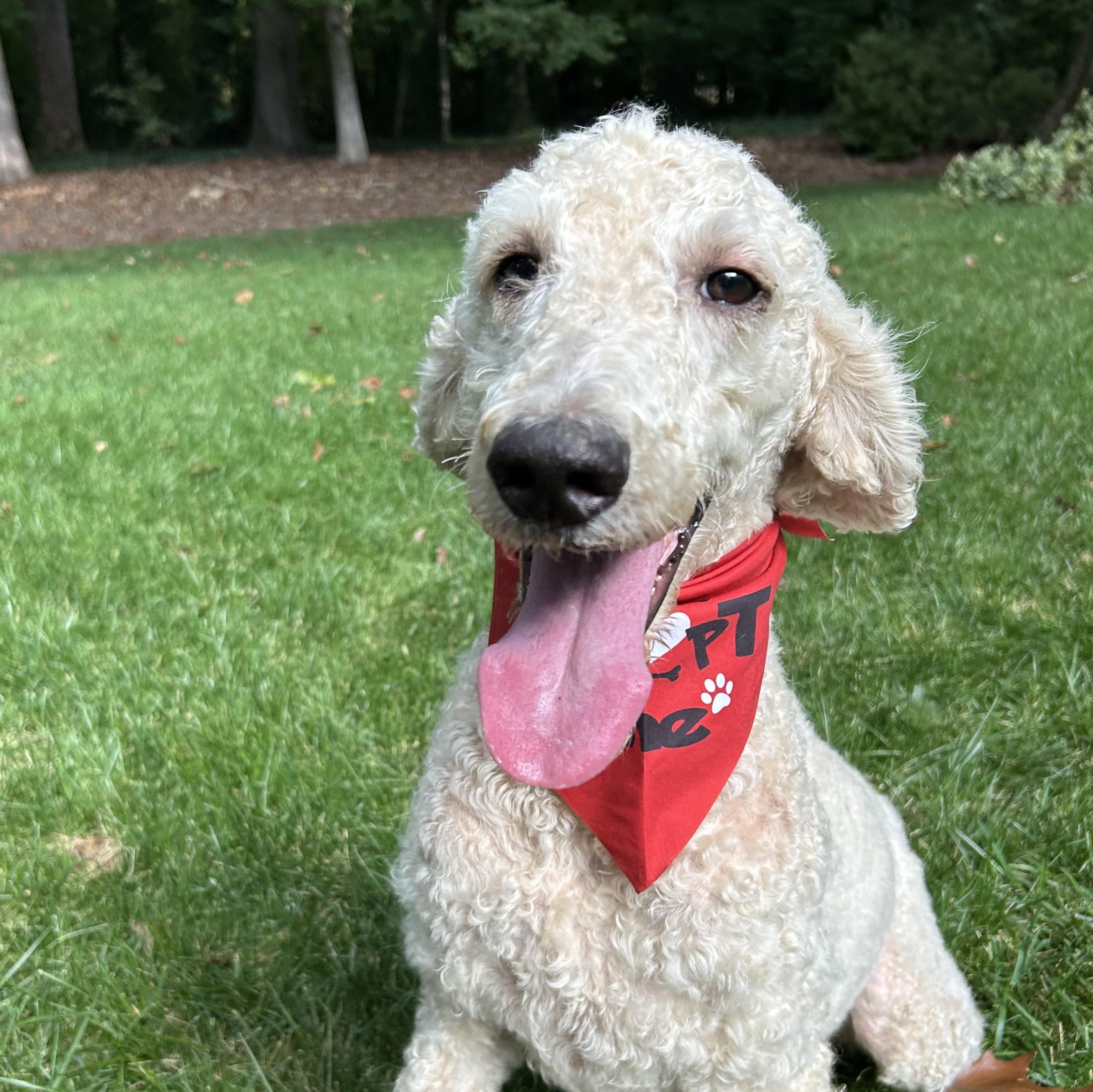 Enlarge Aspen, a Adoptable Standard Poodle in Lexington, NC image 2/3