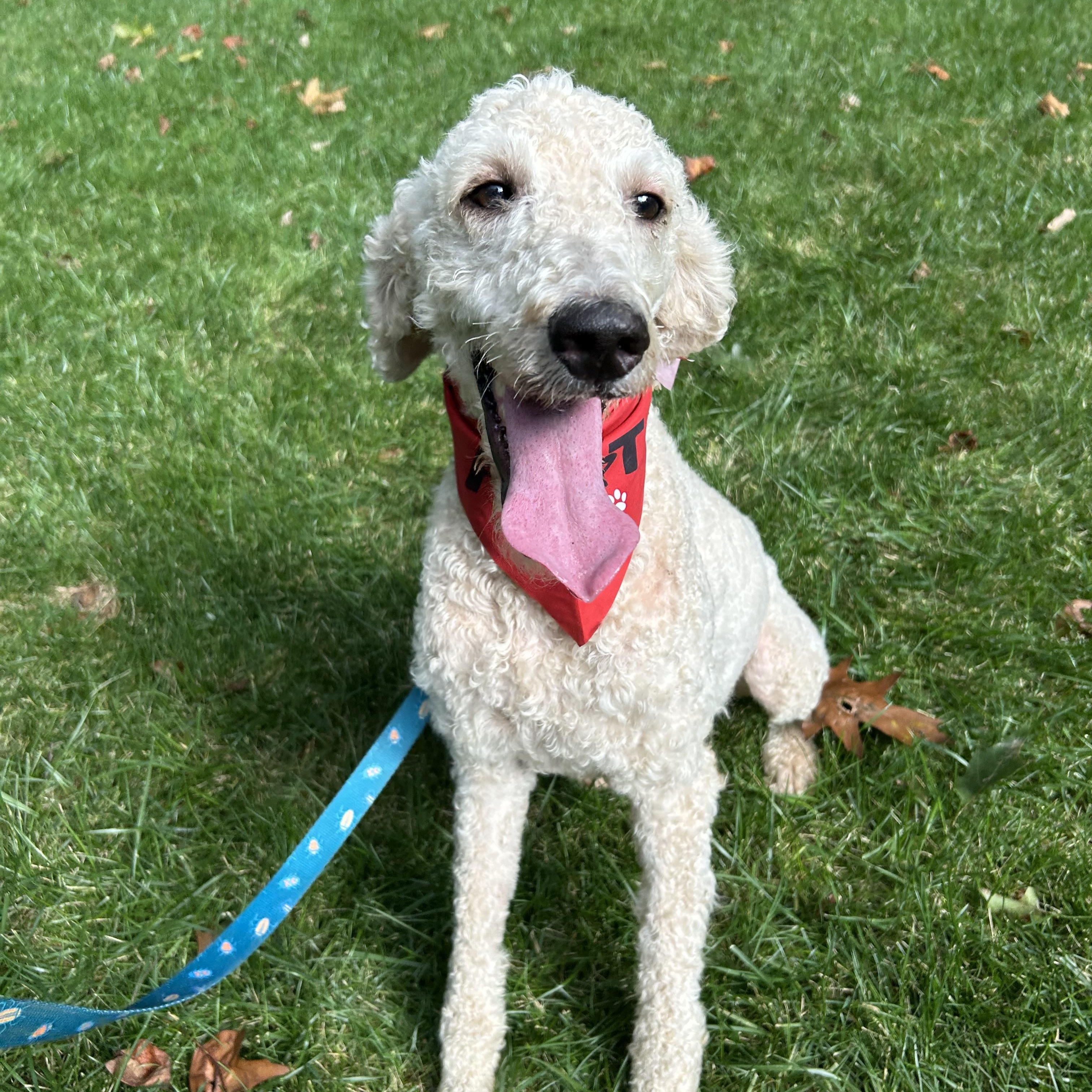 Enlarge Aspen, a Adoptable Standard Poodle in Lexington, NC image 3/3