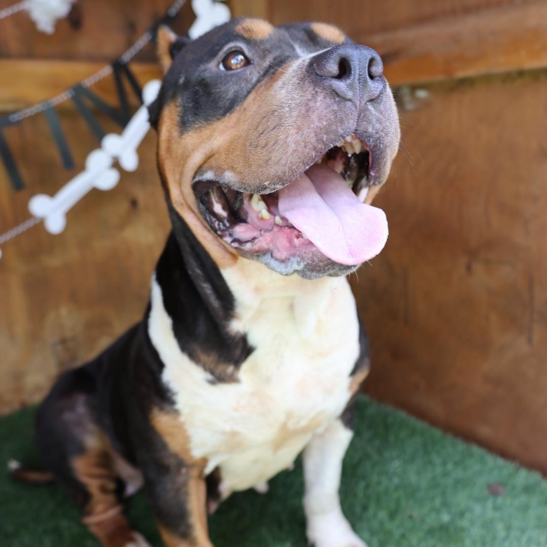 Dog for adoption - MARY MAC, a Mixed Breed in Columbia, SC | Petfinder