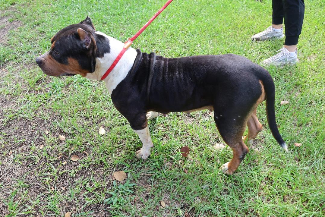 Dog for adoption - MARY MAC, a Mixed Breed in Columbia, SC | Petfinder