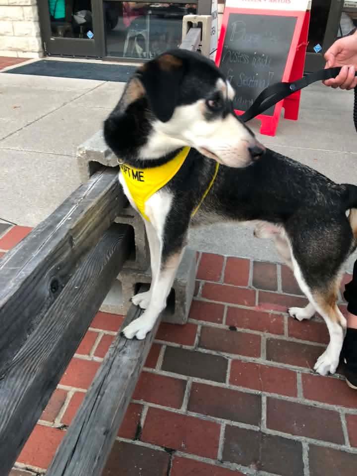 Enlarge Rocket, a ADOPTABLE mixed breed in Linwood, MI image 2/2