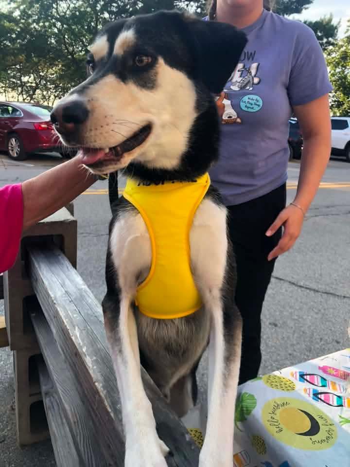 Rocket, ADOPTABLE, Young Male Husky & Afghan Hound.