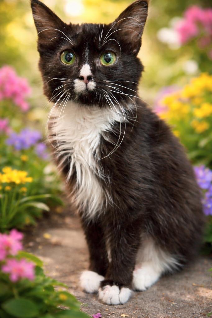 Enlarge Vixen, a Adoptable mixed breed in Johnson City, TN image 1/6