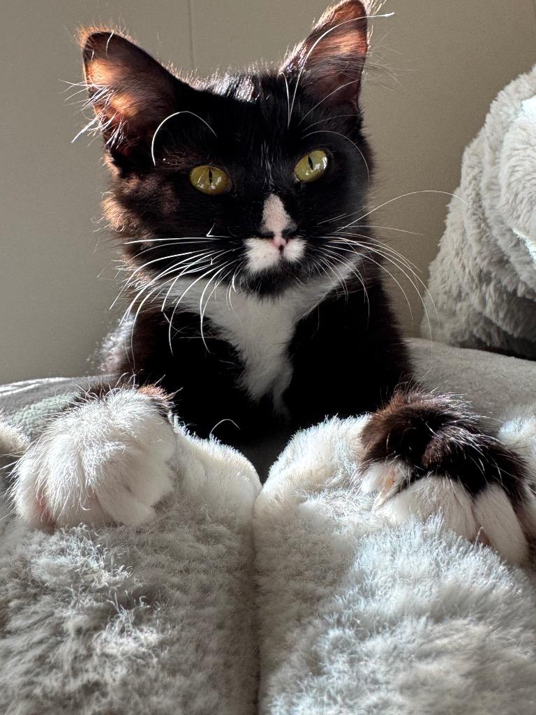 Enlarge Vixen, a Adoptable mixed breed in Johnson City, TN image 2/6