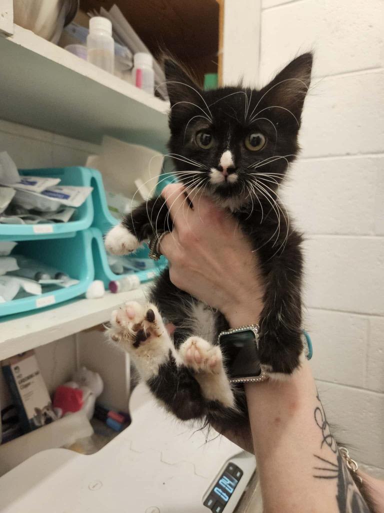 Enlarge Vixen, a Adoptable mixed breed in Johnson City, TN image 3/6