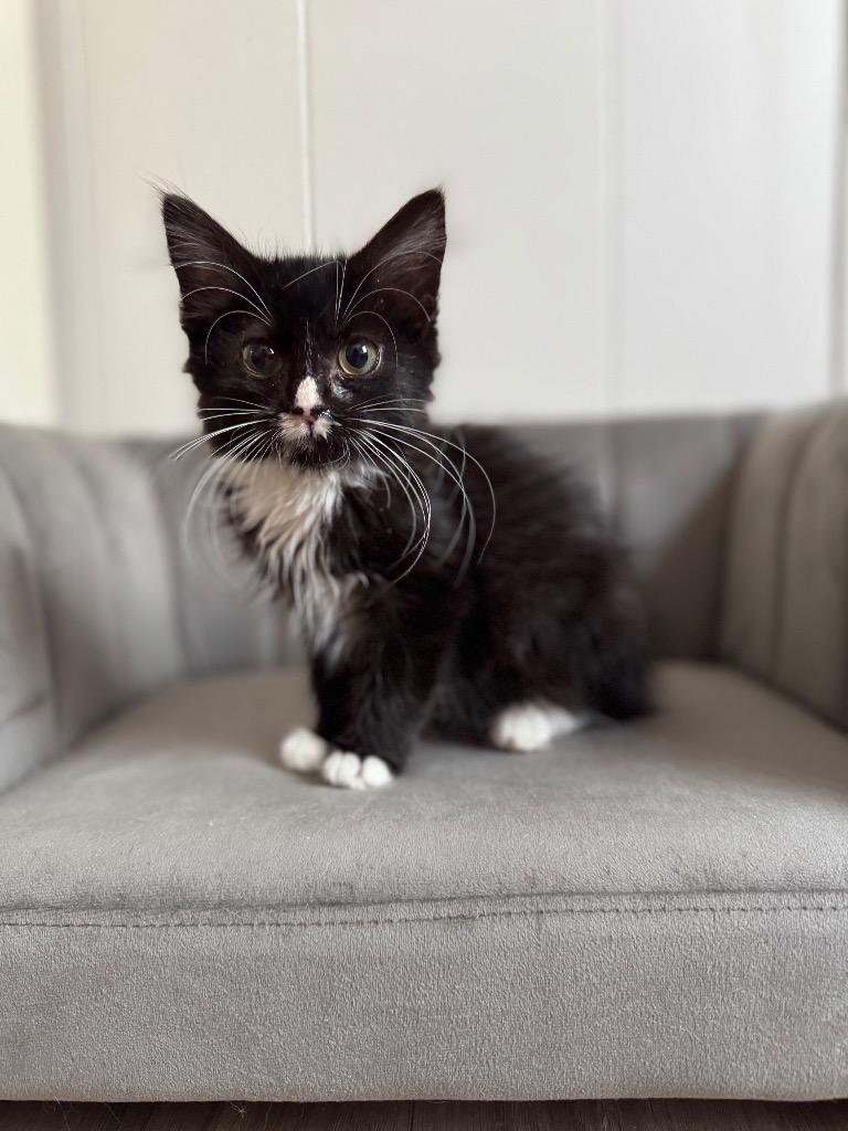 Enlarge Vixen, a Adoptable mixed breed in Johnson City, TN image 4/6