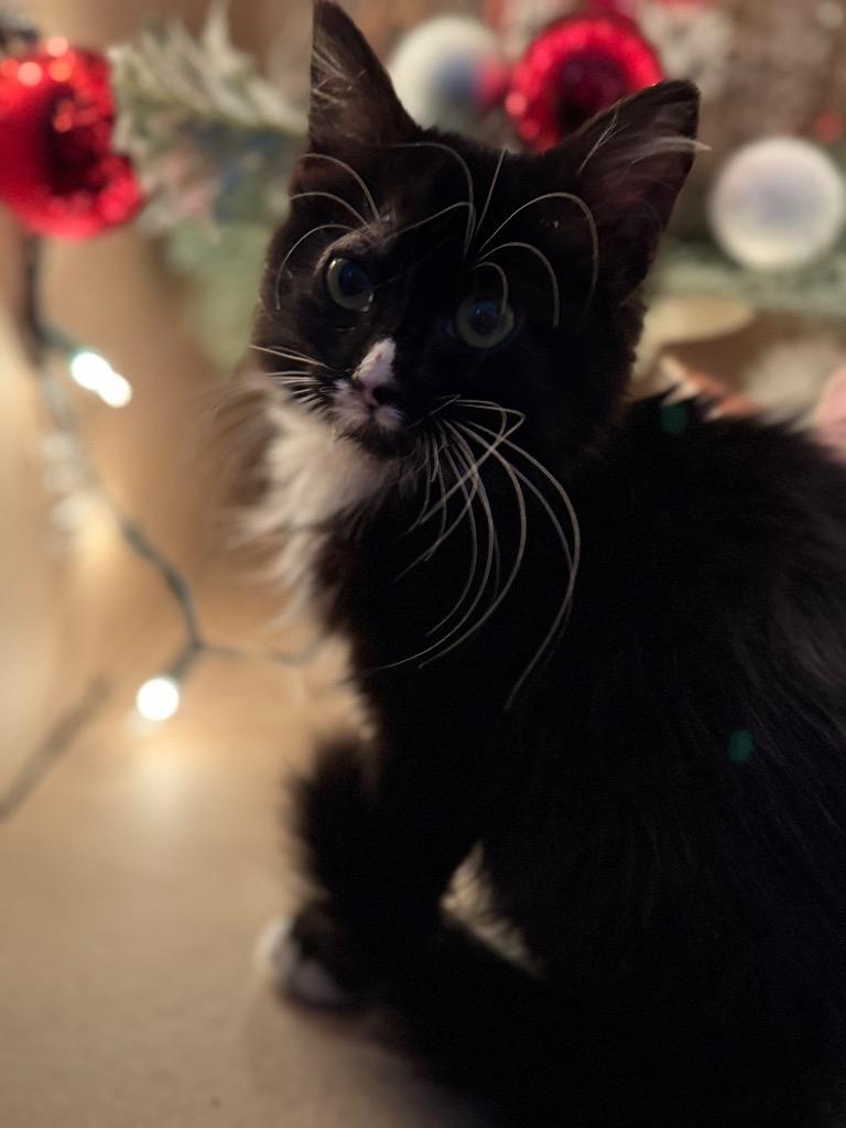 Enlarge Vixen, a Adoptable mixed breed in Johnson City, TN image 5/6