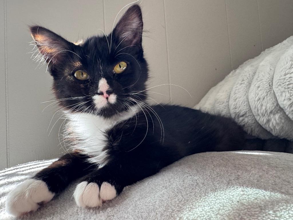 Enlarge Vixen, a Adoptable mixed breed in Johnson City, TN image 6/6