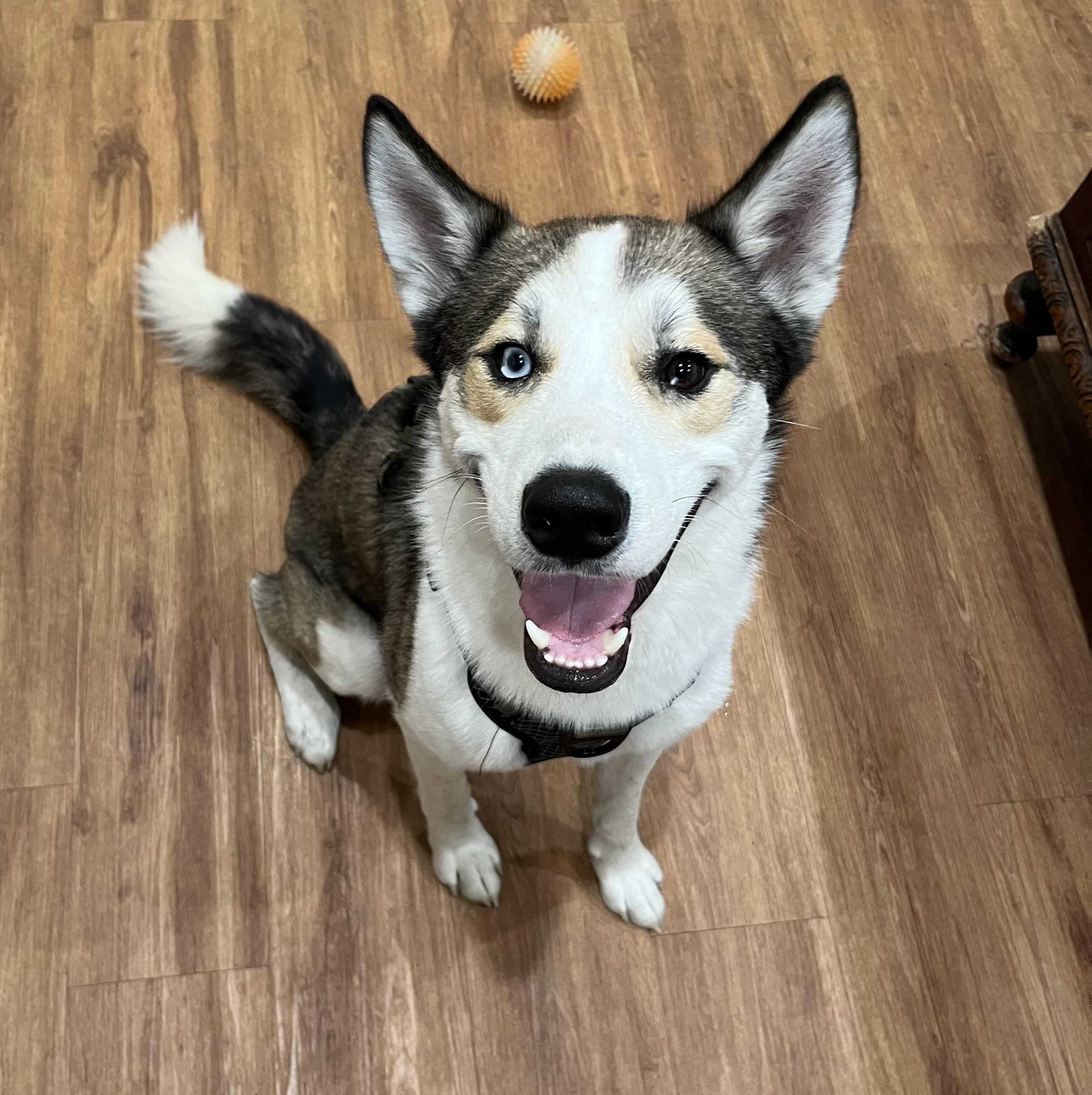 Enlarge  Bleau, a Adoptable mixed breed in Burlington, VT image 5/6