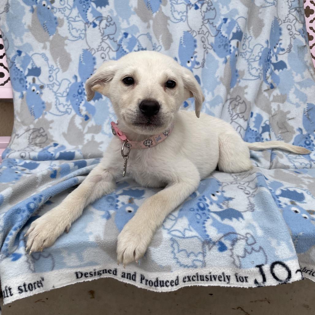 Cece, Adoptable, Puppy Female Labrador Retriever & Mixed Breed.