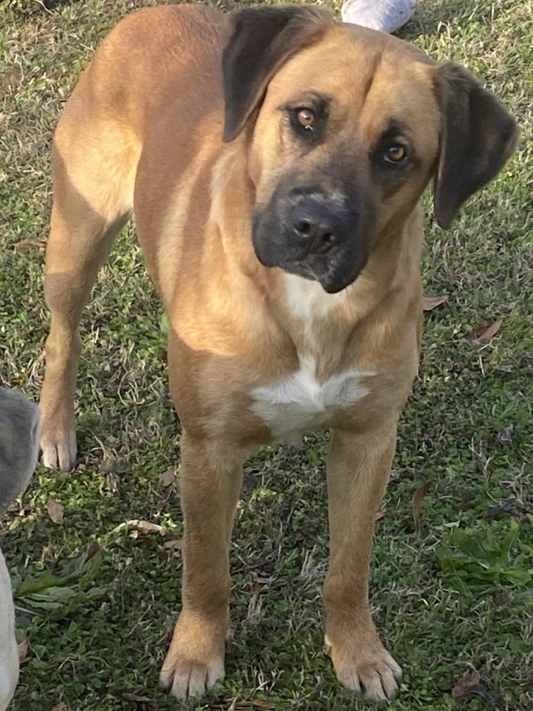 Enlarge Bud, a Adoptable mixed breed in Swainsboro, GA image 1/3