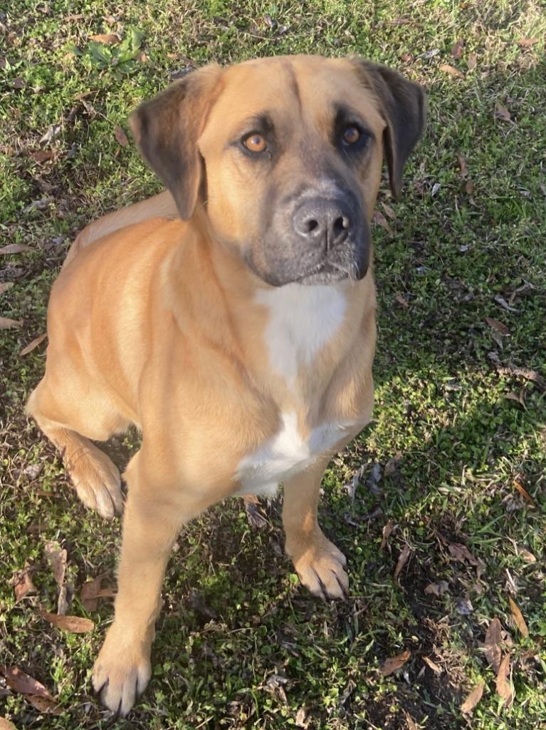 Enlarge Bud, a Adoptable mixed breed in Swainsboro, GA image 2/3