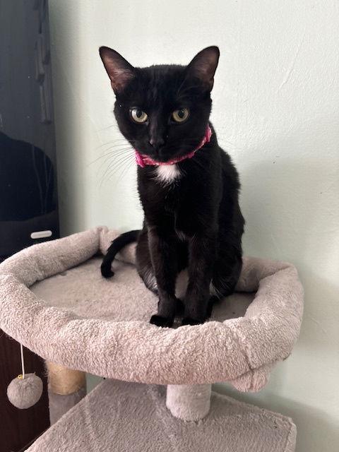 SParkle, Adoptable, Young Female Tabby.