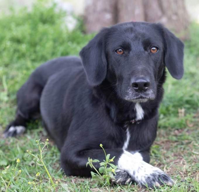 Piper, a Adopted Black Labrador Retriever in South Pittsburg, TN image 3/4