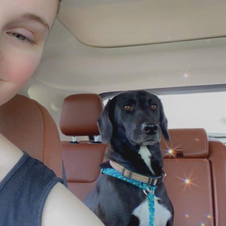 Piper, a Adopted Black Labrador Retriever in South Pittsburg, TN image 4/4