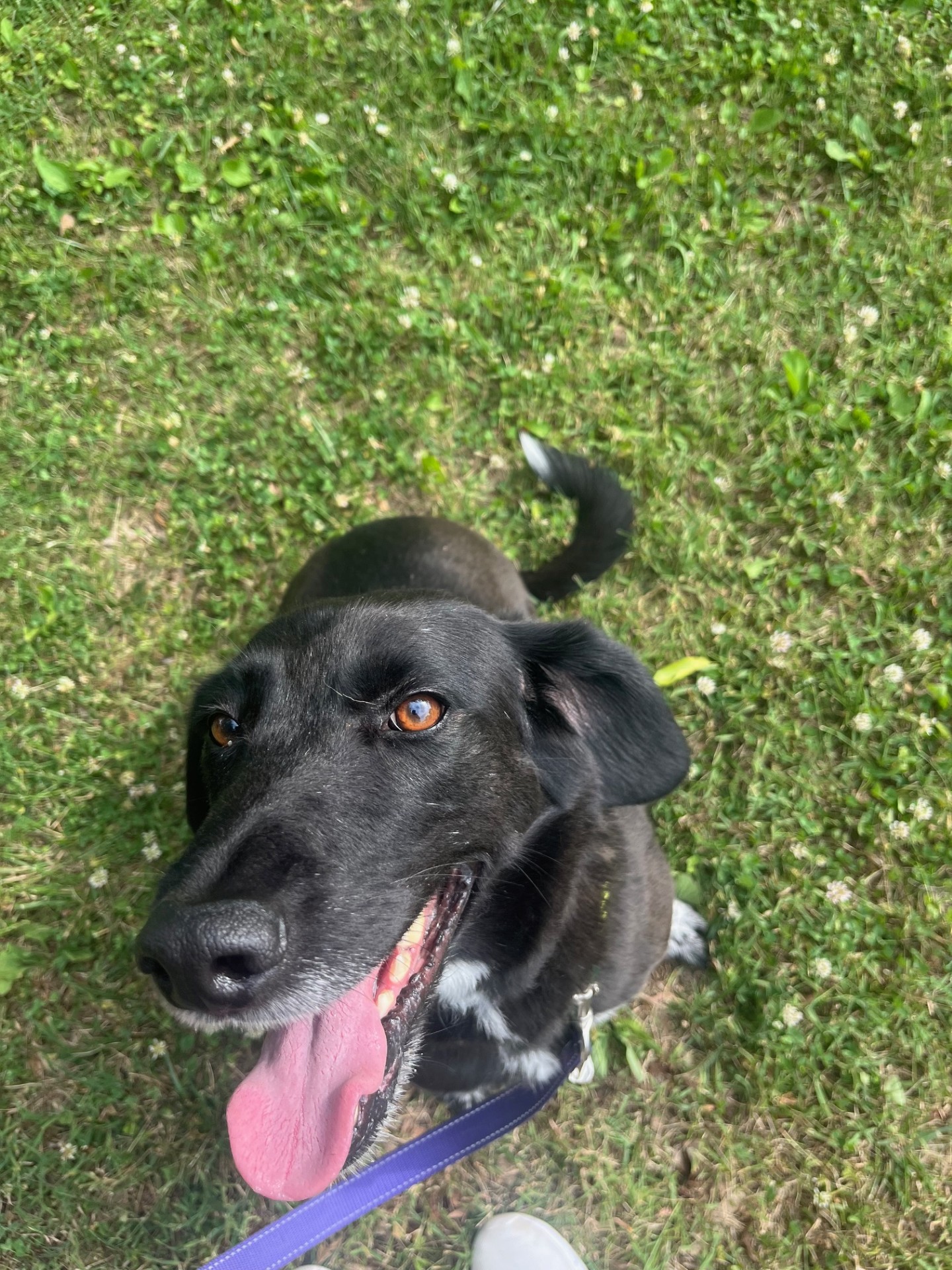 Piper, a Adopted Black Labrador Retriever in South Pittsburg, TN image 1/4