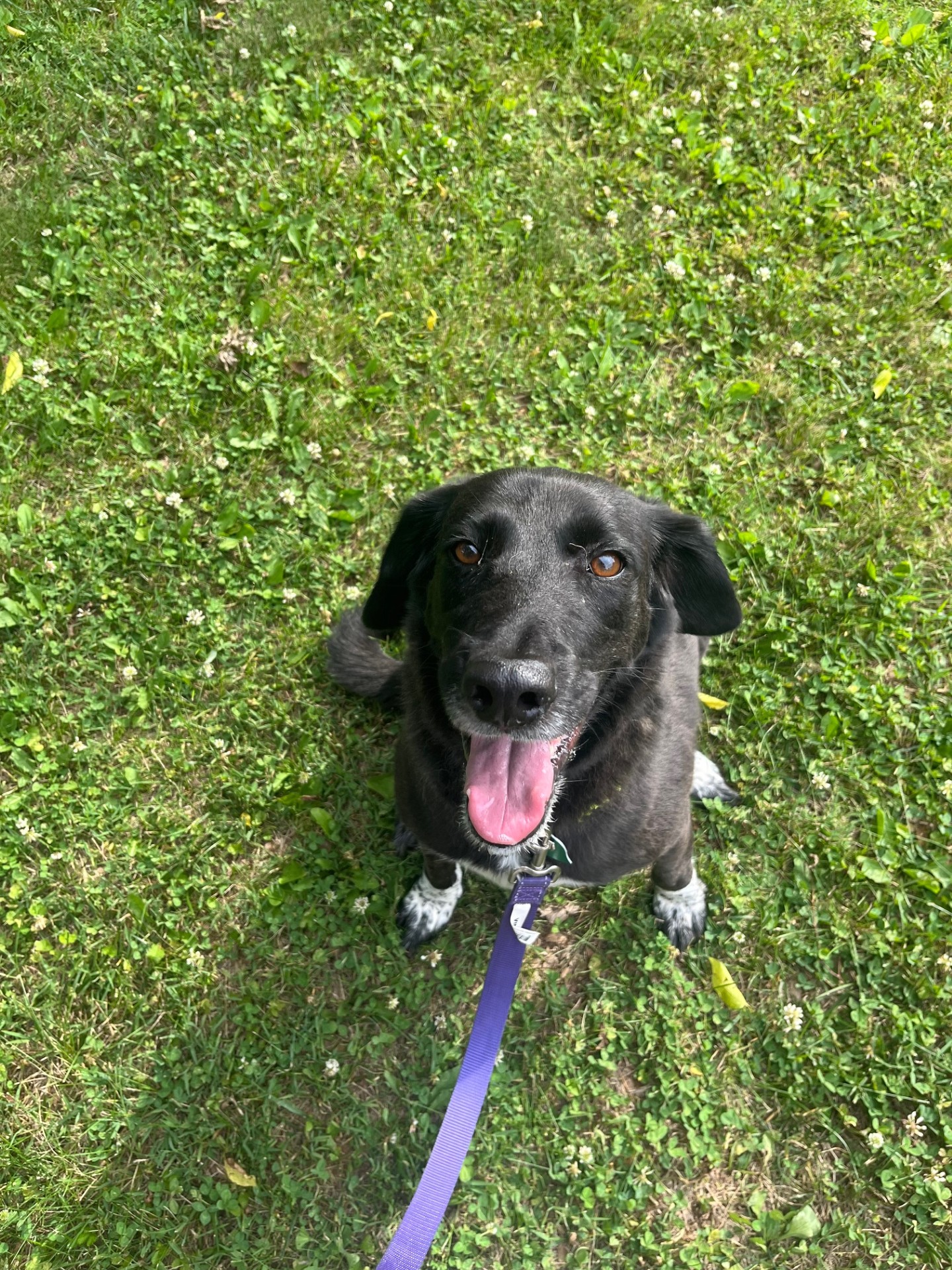 Piper, a Adopted Black Labrador Retriever in South Pittsburg, TN image 2/4