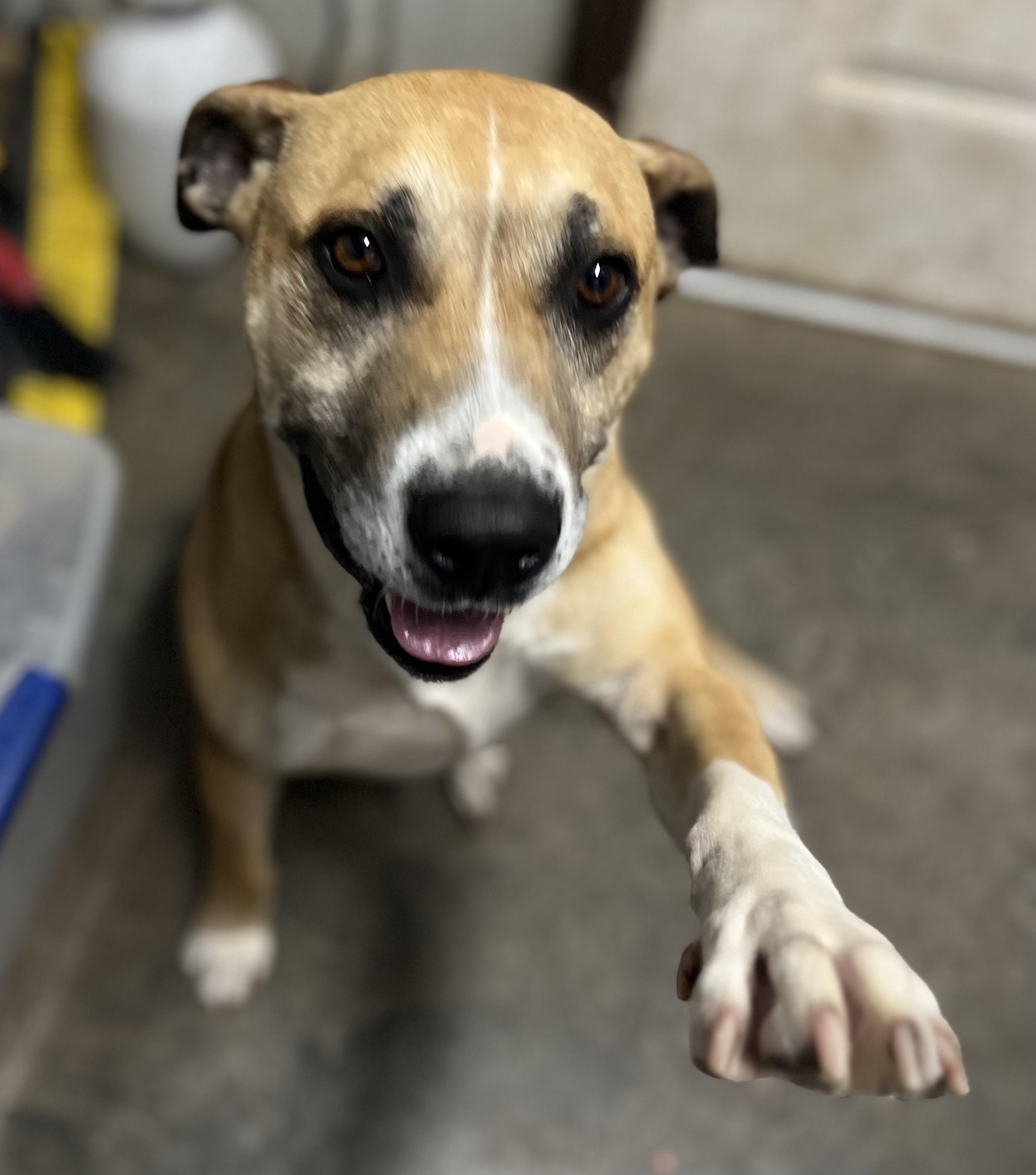 BRONSON, a Adoptable mixed breed in Chicopee, MA image 1/5