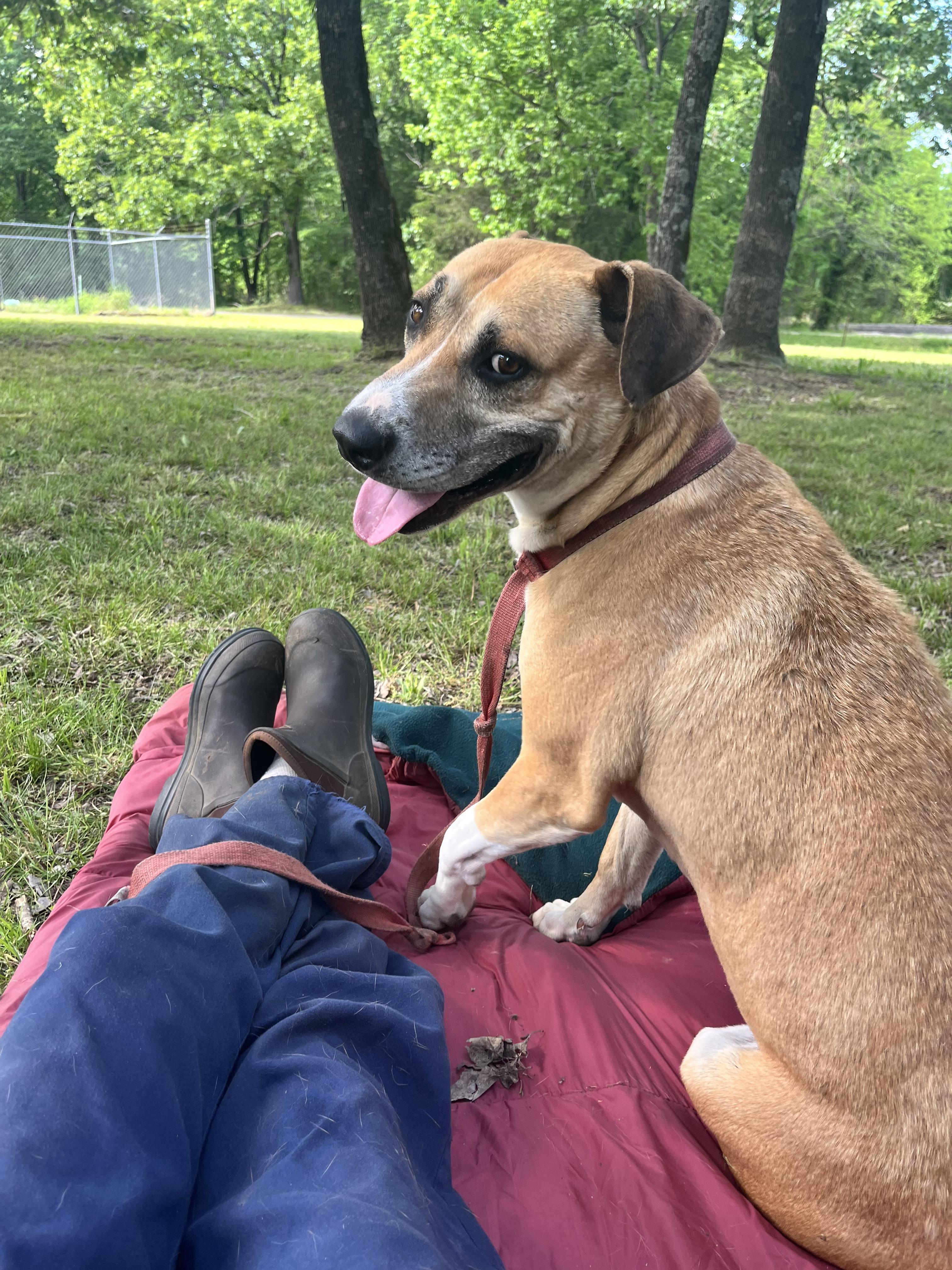 BRONSON, a Adoptable mixed breed in Chicopee, MA image 2/5