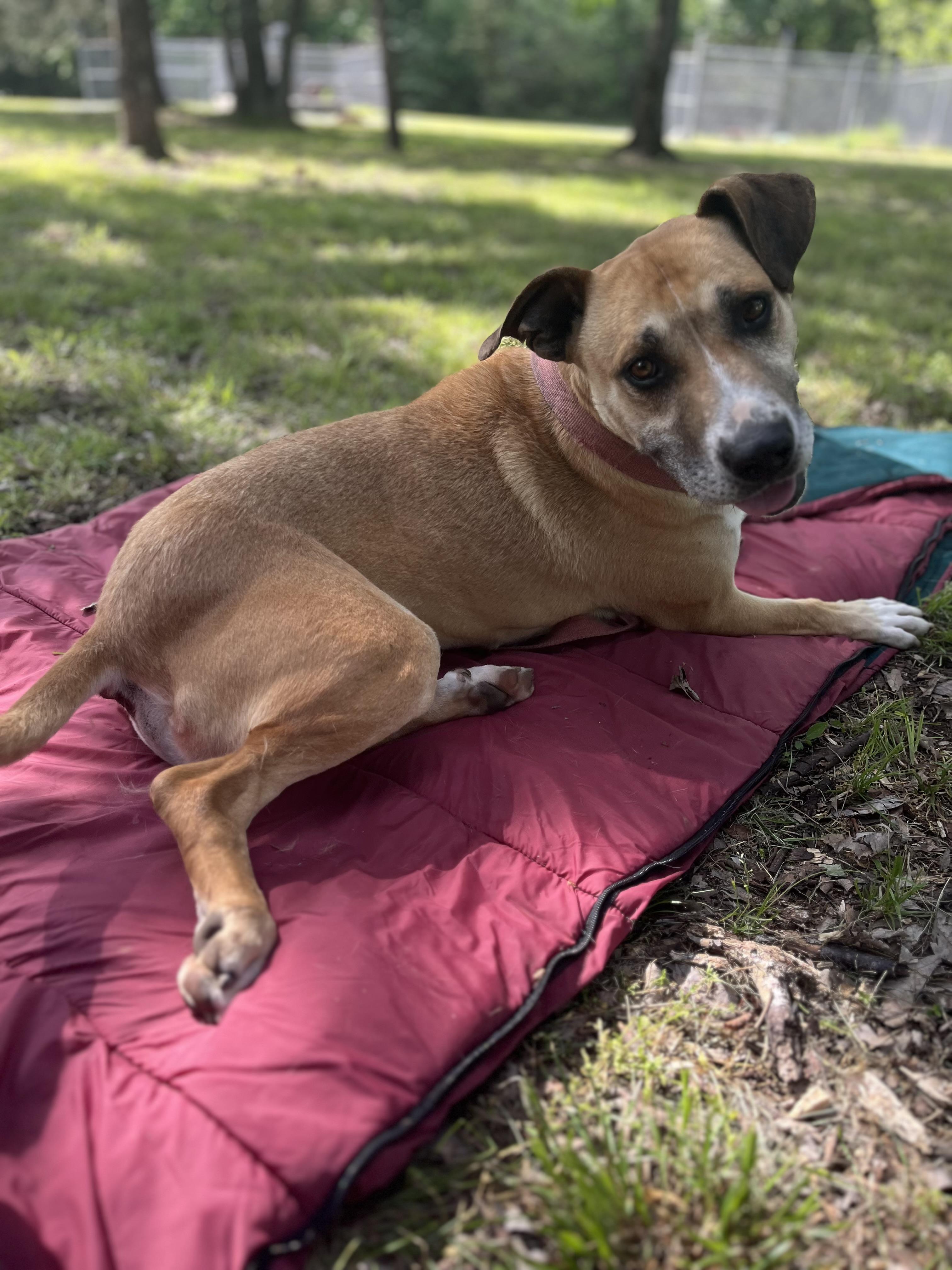 BRONSON, a Adoptable mixed breed in Chicopee, MA image 5/5