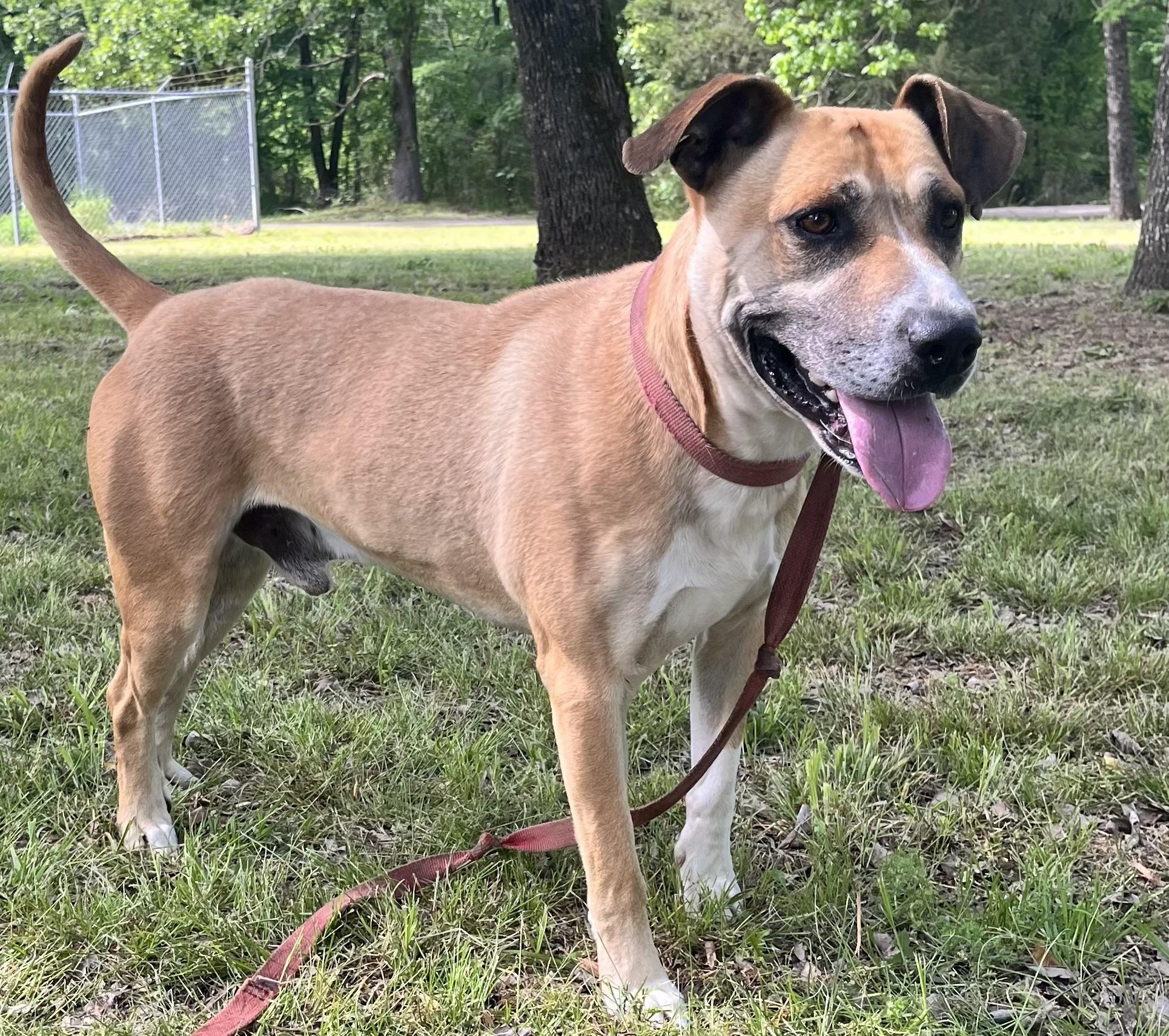 BRONSON, a Adoptable mixed breed in Chicopee, MA image 4/5