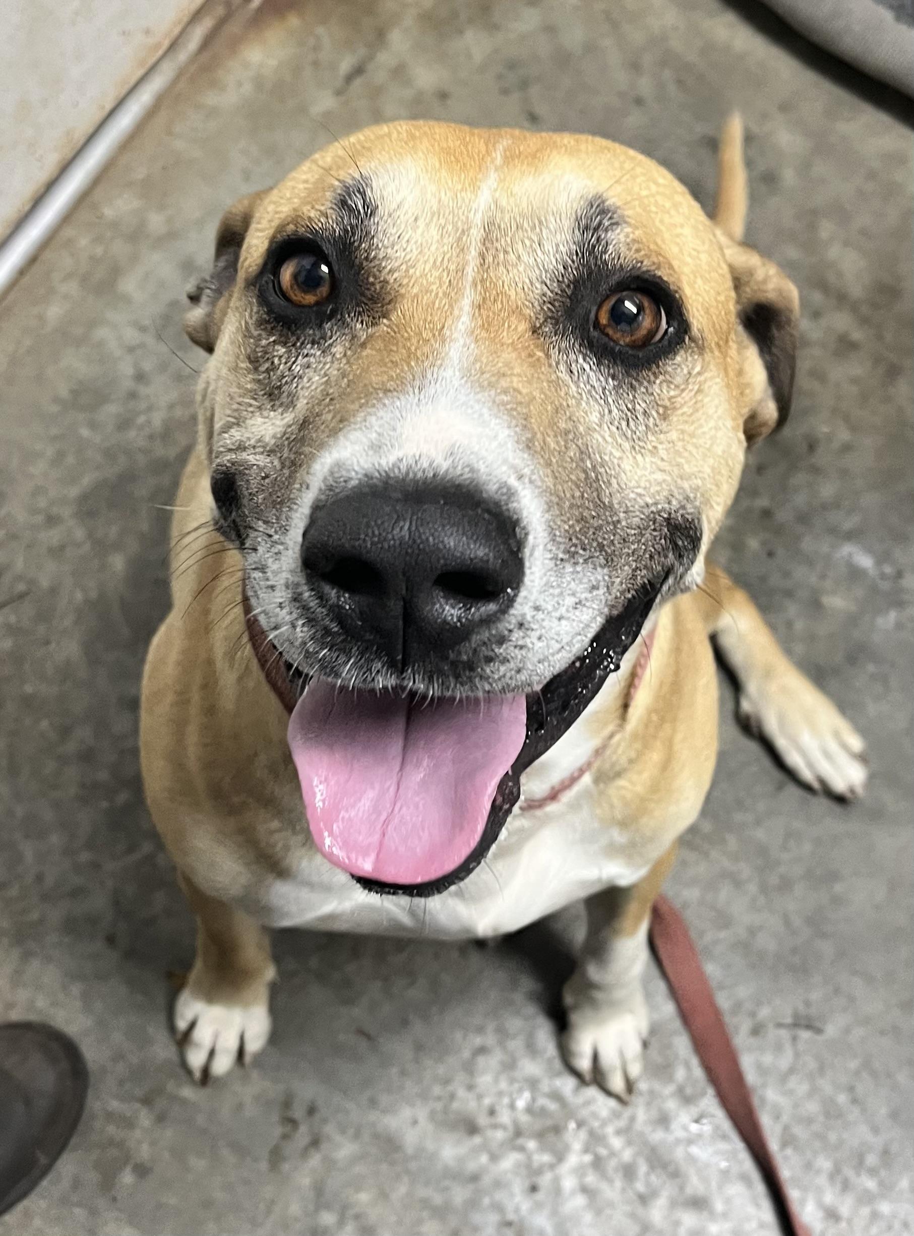 BRONSON, a Adoptable mixed breed in Chicopee, MA image 3/5