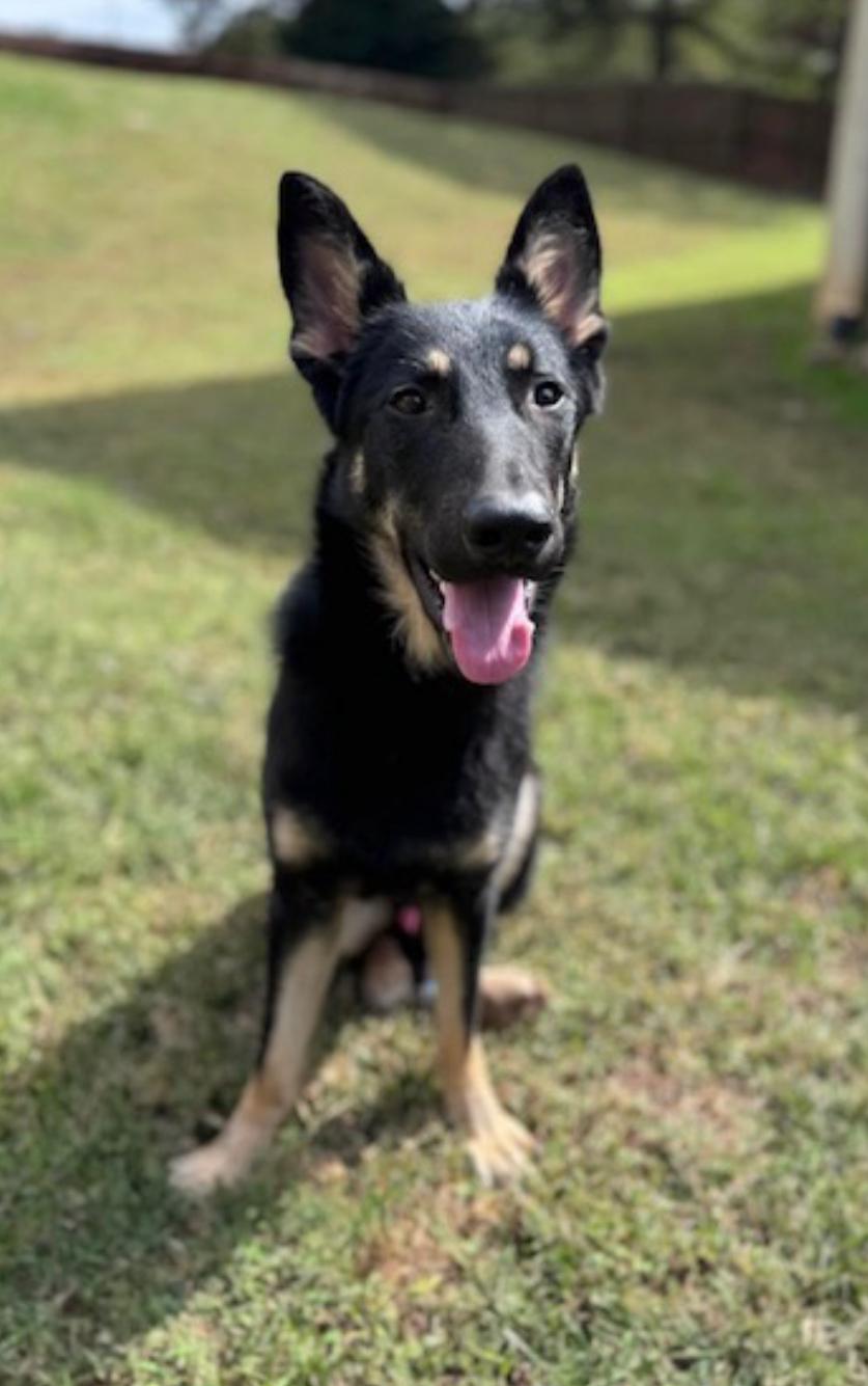 Enlarge Hercules- a funny boy!, a Adopted German Shepherd Dog in Dawsonville, GA image 1/5